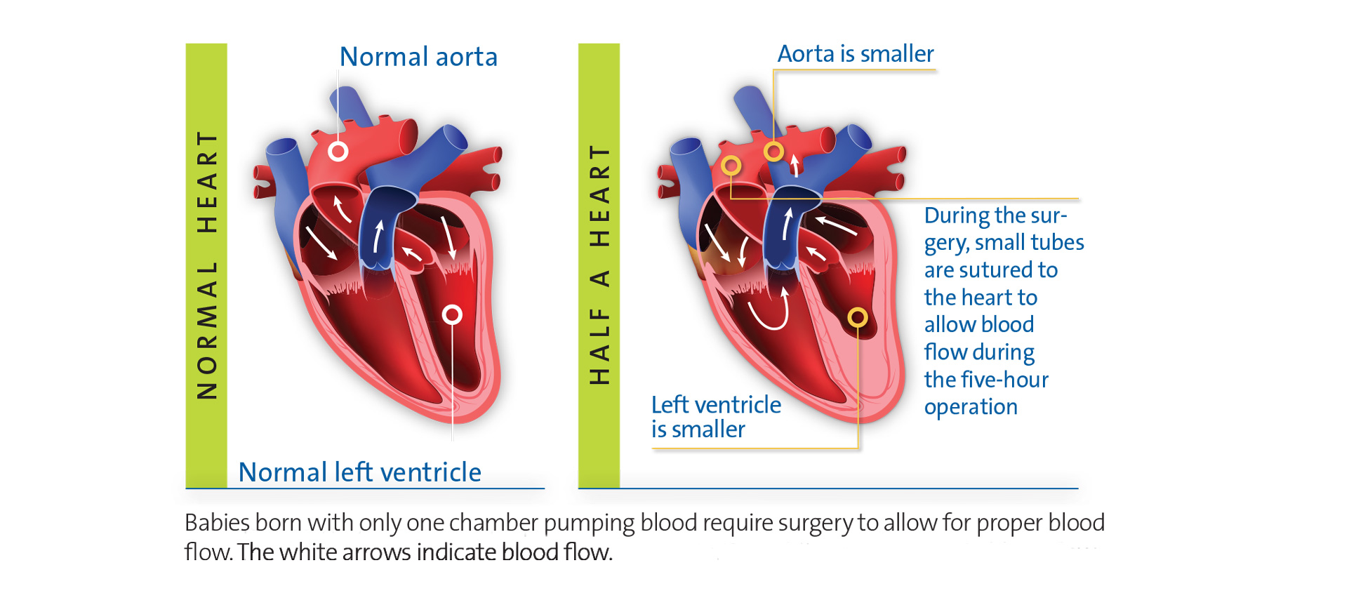 An illustration of a heart