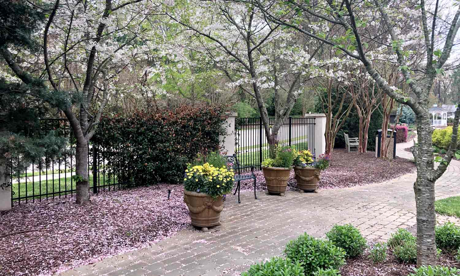 A path in the gardens with a flowering tree