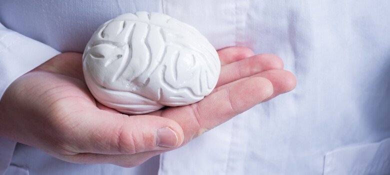 A hand holding a model brain