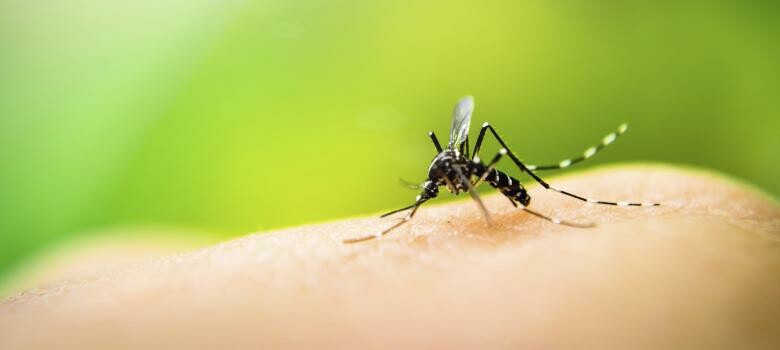 Mosquito season is coming. Should you fear Zika virus?