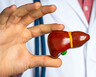 A close-up of a doctor's hand holding a model liver