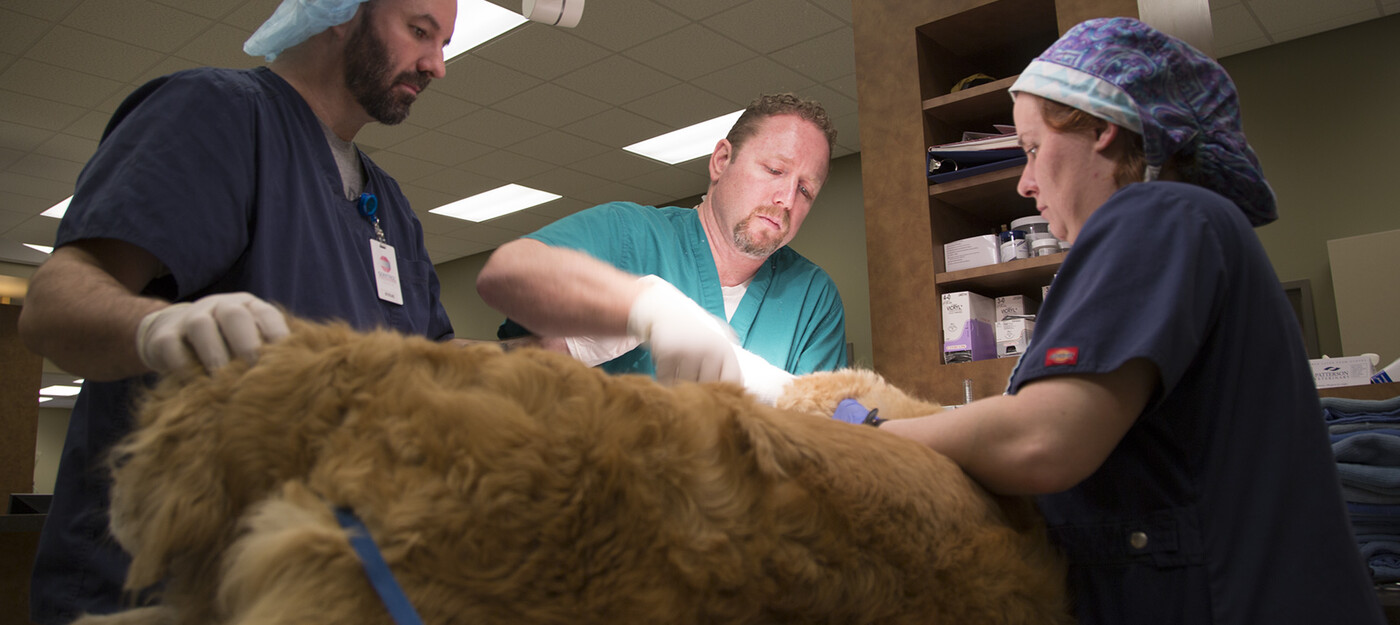 Michael Grafinger, DVM, treats a dog at Triangle Veterinary Referral Hospital. 